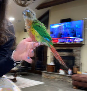 Meet your Posher, Ariana